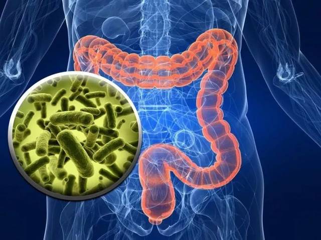 腸道菌群紊亂,破壞免疫系統,易患脊柱關節炎(SpA)