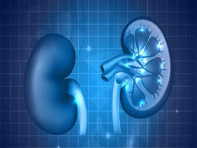 3D打印腎臟重要結構接近真實功能 理論上可合成完整腎臟